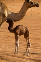 Camel Mama and baby