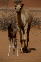 Camel Mama and Baby